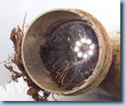 Pip Rat Camera Inspections